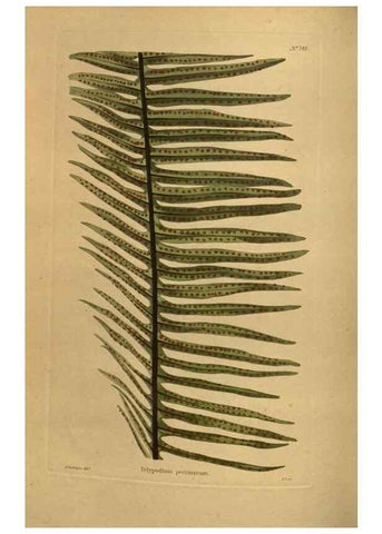 Reproducción/Reproduction 48754233741: The botanical cabinet. London :John & Arthur Arch ...,1817-1833.. 