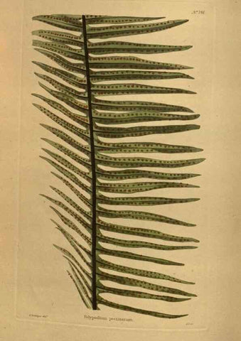 Reproducción/Reproduction 48754233741: The botanical cabinet. London :John & Arthur Arch ...,1817-1833.. 