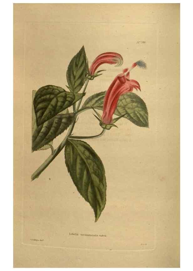 Reproducción/Reproduction 48753911798: The botanical cabinet. London :John & Arthur Arch ...,1817-1833.. 