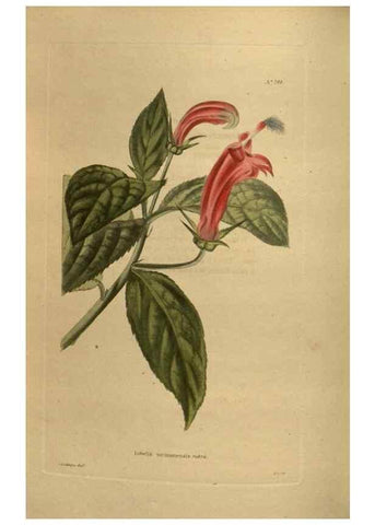 Reproducción/Reproduction 48753911798: The botanical cabinet. London :John & Arthur Arch ...,1817-1833.. 