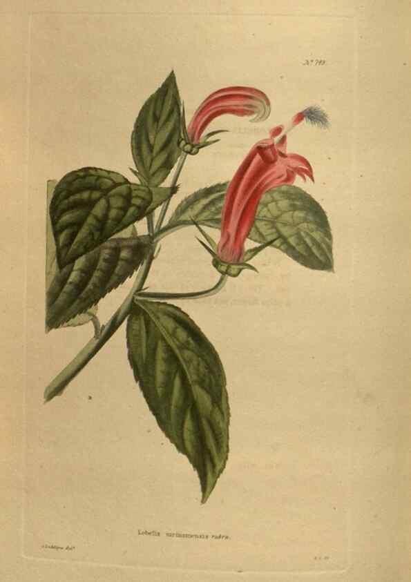 Reproducción/Reproduction 48753911798: The botanical cabinet. London :John & Arthur Arch ...,1817-1833.. 