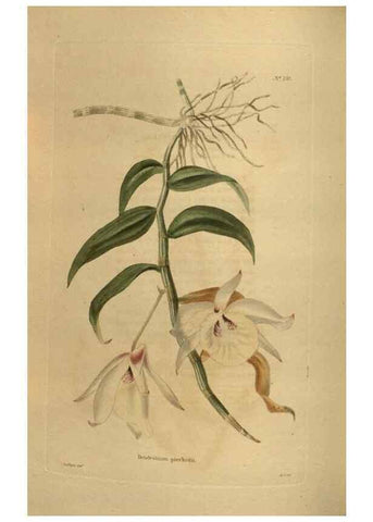 Reproducción/Reproduction 48754427977: The botanical cabinet. London :John & Arthur Arch ...,1817-1833.. 