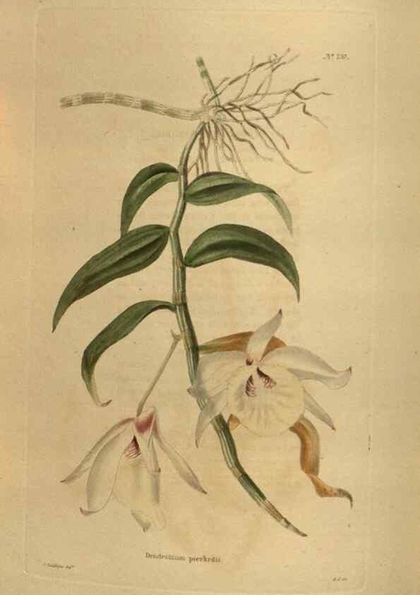 Reproducción/Reproduction 48754427977: The botanical cabinet. London :John & Arthur Arch ...,1817-1833.. 