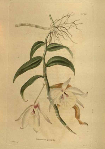 Reproducción/Reproduction 48754427977: The botanical cabinet. London :John & Arthur Arch ...,1817-1833.. 