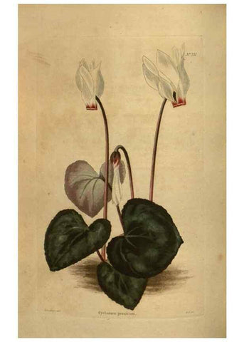 Reproducción/Reproduction 48754434382: The botanical cabinet. London :John & Arthur Arch ...,1817-1833.. 