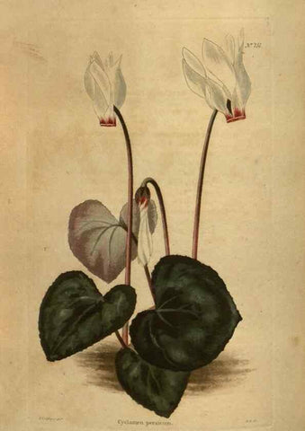 Reproducción/Reproduction 48754434382: The botanical cabinet. London :John & Arthur Arch ...,1817-1833.. 