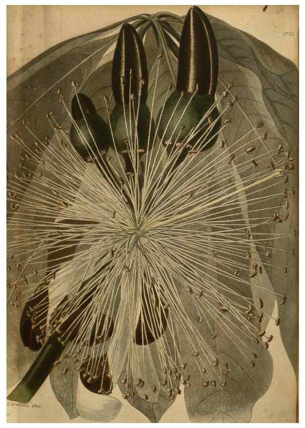 Reproducción/Reproduction 48753918883: The botanical cabinet. London :John & Arthur Arch ...,1817-1833.. 