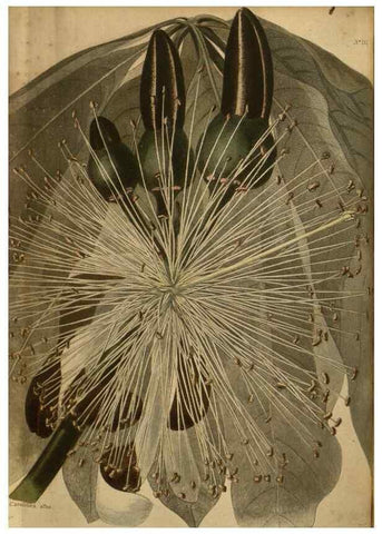Reproducción/Reproduction 48753918883: The botanical cabinet. London :John & Arthur Arch ...,1817-1833.. 