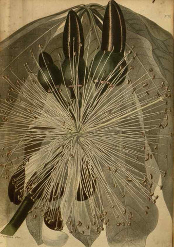 Reproducción/Reproduction 48753918883: The botanical cabinet. London :John & Arthur Arch ...,1817-1833.. 