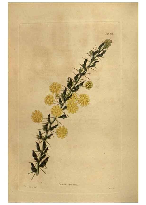 Reproducción/Reproduction 48754241841: The botanical cabinet. London :John & Arthur Arch ...,1817-1833.. 
