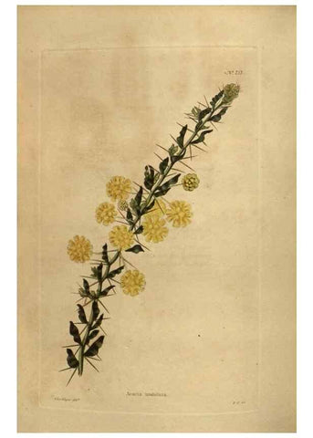 Reproducción/Reproduction 48754241841: The botanical cabinet. London :John & Arthur Arch ...,1817-1833.. 