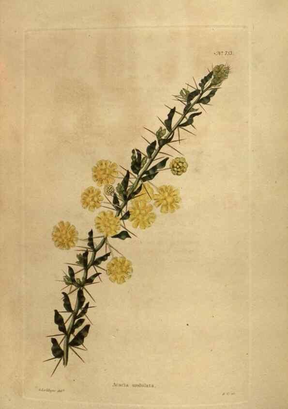 Reproducción/Reproduction 48754241841: The botanical cabinet. London :John & Arthur Arch ...,1817-1833.. 