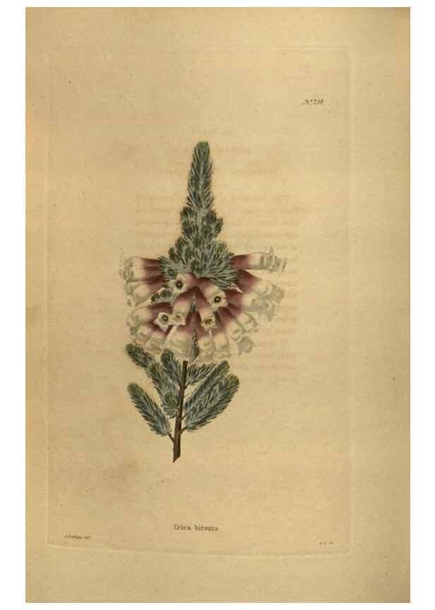 Reproducción/Reproduction 48754242136: The botanical cabinet. London :John & Arthur Arch ...,1817-1833.. 