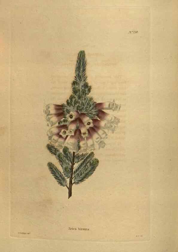 Reproducción/Reproduction 48754242136: The botanical cabinet. London :John & Arthur Arch ...,1817-1833.. 