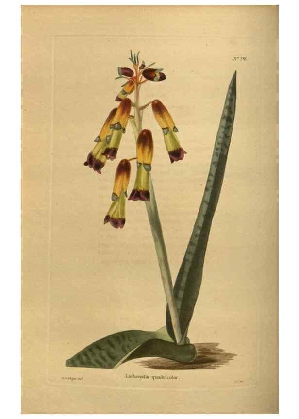 Reproducción/Reproduction 48754426637: The botanical cabinet. London :John & Arthur Arch ...,1817-1833.. 