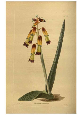 Reproducción/Reproduction 48754426637: The botanical cabinet. London :John & Arthur Arch ...,1817-1833.. 