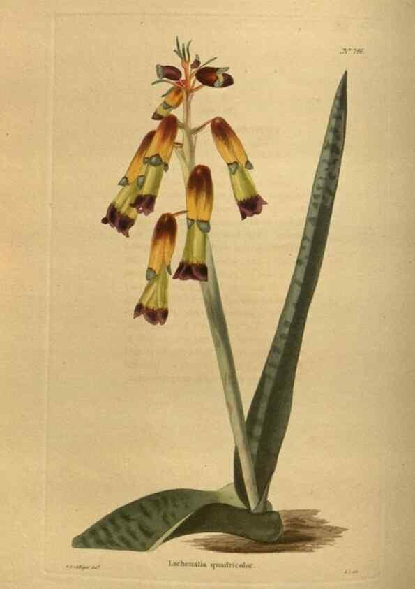 Reproducción/Reproduction 48754426637: The botanical cabinet. London :John & Arthur Arch ...,1817-1833.. 