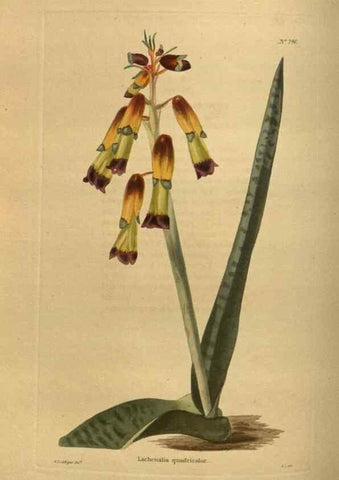 Reproducción/Reproduction 48754426637: The botanical cabinet. London :John & Arthur Arch ...,1817-1833.. 