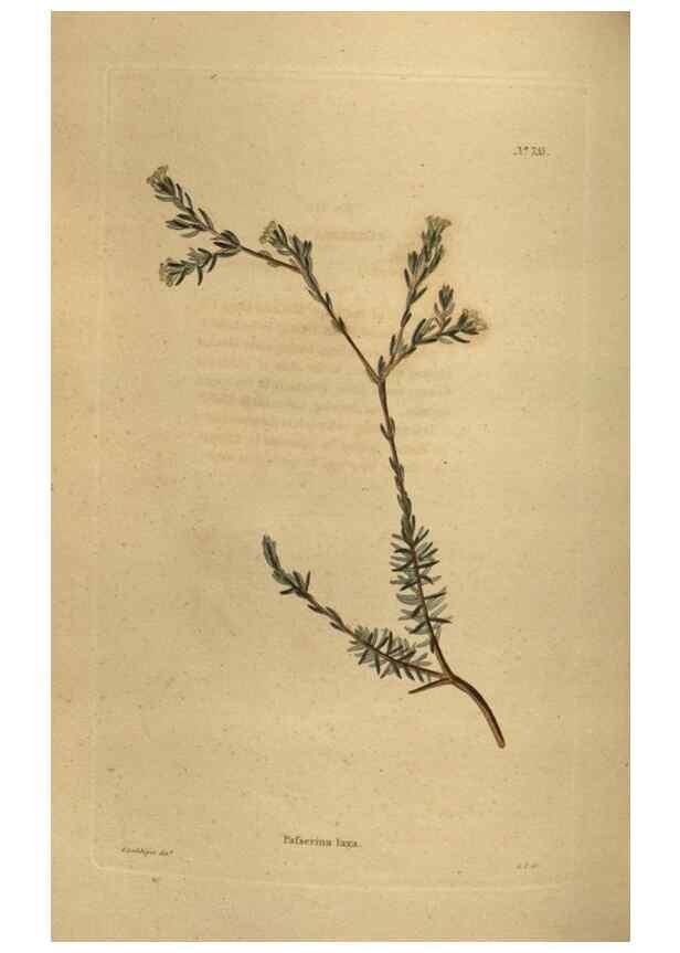 Reproducción/Reproduction 48754435582: The botanical cabinet. London :John & Arthur Arch ...,1817-1833.. 