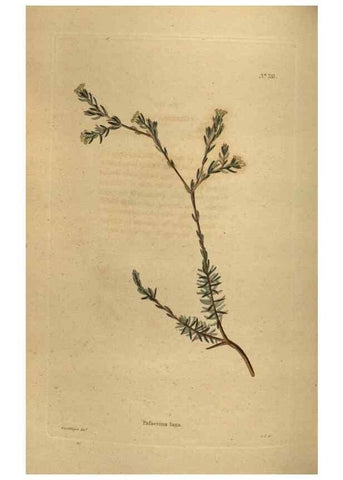 Reproducción/Reproduction 48754435582: The botanical cabinet. London :John & Arthur Arch ...,1817-1833.. 