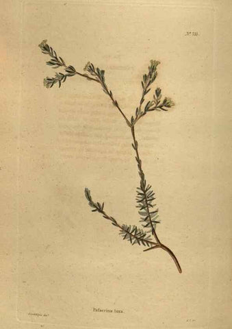 Reproducción/Reproduction 48754435582: The botanical cabinet. London :John & Arthur Arch ...,1817-1833.. 
