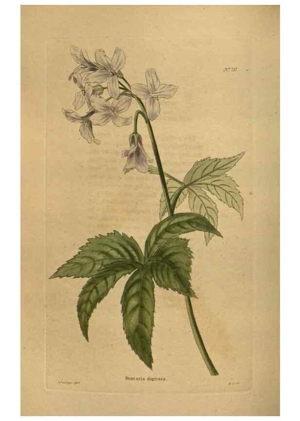 Reproducción/Reproduction 48753920453: The botanical cabinet. London :John & Arthur Arch ...,1817-1833.. 