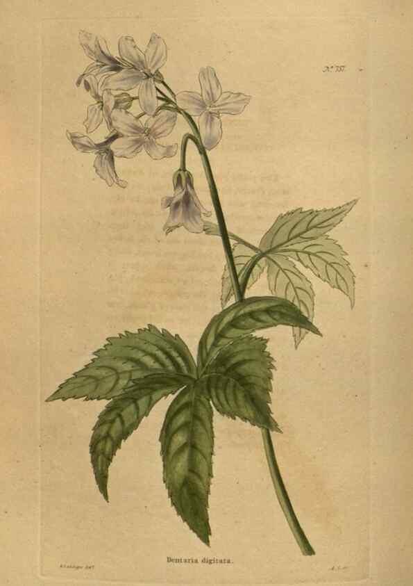 Reproducción/Reproduction 48753920453: The botanical cabinet. London :John & Arthur Arch ...,1817-1833.. 