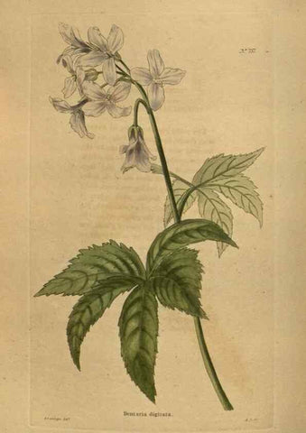 Reproducción/Reproduction 48753920453: The botanical cabinet. London :John & Arthur Arch ...,1817-1833.. 