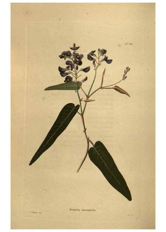 Reproducción/Reproduction 48753920718: The botanical cabinet. London :John & Arthur Arch ...,1817-1833.. 