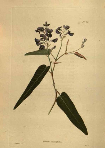 Reproducción/Reproduction 48753920718: The botanical cabinet. London :John & Arthur Arch ...,1817-1833.. 