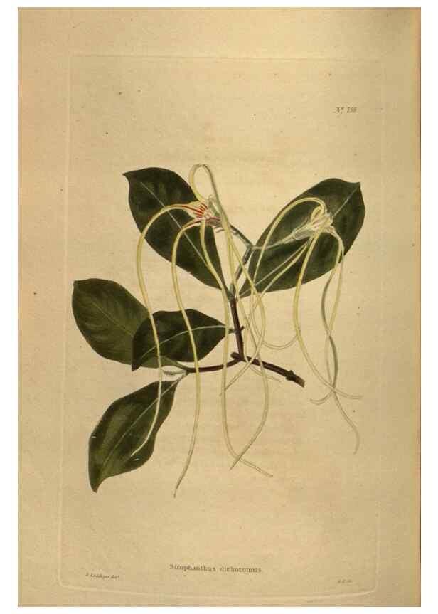 Reproducción/Reproduction 48754436892: The botanical cabinet. London :John & Arthur Arch ...,1817-1833.. 