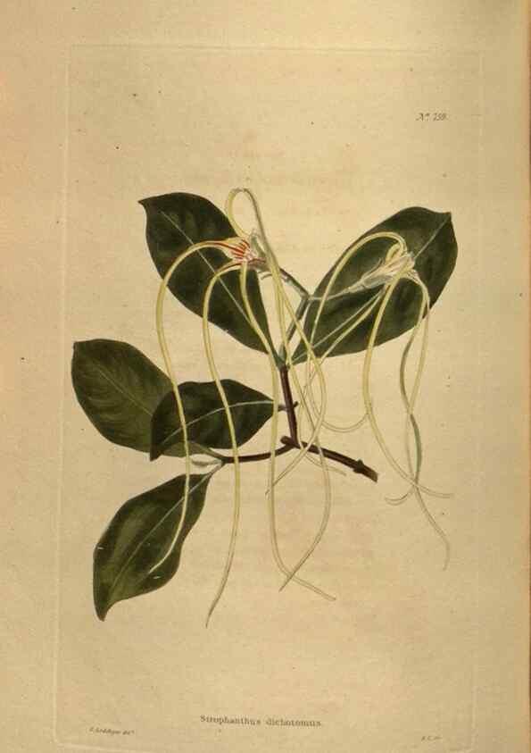 Reproducción/Reproduction 48754436892: The botanical cabinet. London :John & Arthur Arch ...,1817-1833.. 
