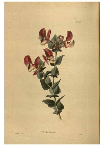 Reproducción/Reproduction 48753921503: The botanical cabinet. London :John & Arthur Arch ...,1817-1833.. 