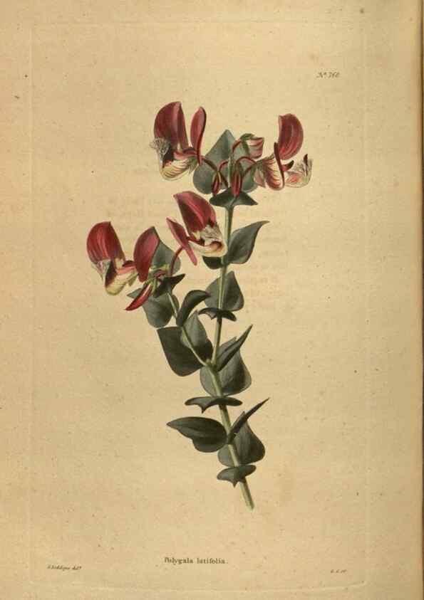Reproducción/Reproduction 48753921503: The botanical cabinet. London :John & Arthur Arch ...,1817-1833.. 