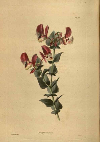 Reproducción/Reproduction 48753921503: The botanical cabinet. London :John & Arthur Arch ...,1817-1833.. 