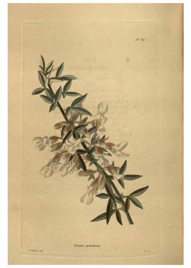 Reproducción/Reproduction 48754244346: The botanical cabinet. London :John & Arthur Arch ...,1817-1833.. 