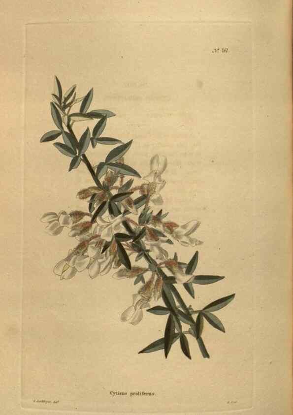 Reproducción/Reproduction 48754244346: The botanical cabinet. London :John & Arthur Arch ...,1817-1833.. 