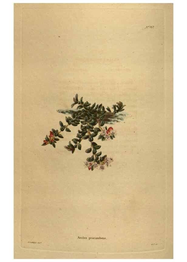 Reproducción/Reproduction 48753922228: The botanical cabinet. London :John & Arthur Arch ...,1817-1833.. 