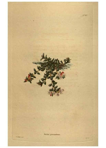 Reproducción/Reproduction 48753922228: The botanical cabinet. London :John & Arthur Arch ...,1817-1833.. 
