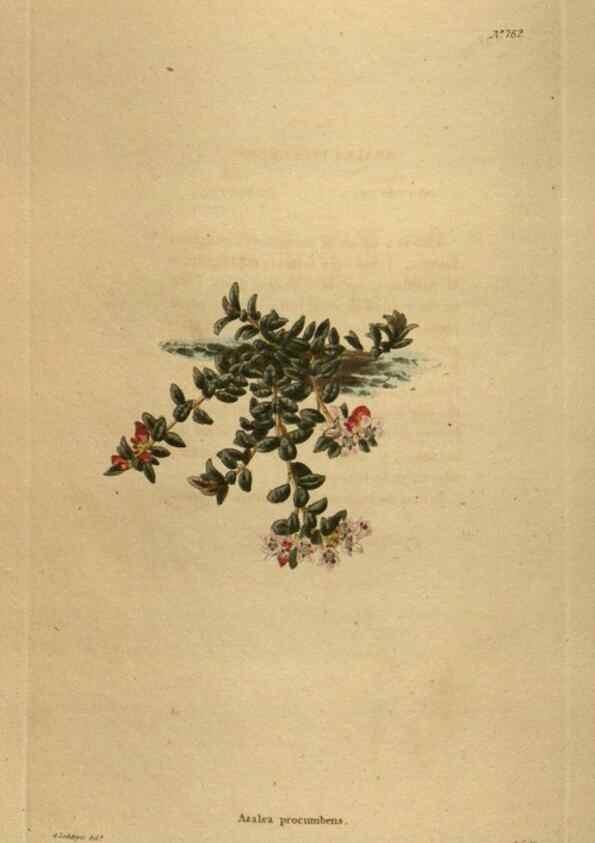 Reproducción/Reproduction 48753922228: The botanical cabinet. London :John & Arthur Arch ...,1817-1833.. 