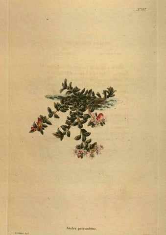 Reproducción/Reproduction 48753922228: The botanical cabinet. London :John & Arthur Arch ...,1817-1833.. 