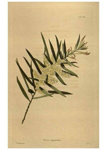 Reproducción/Reproduction 48754438037: The botanical cabinet. London :John & Arthur Arch ...,1817-1833.. 