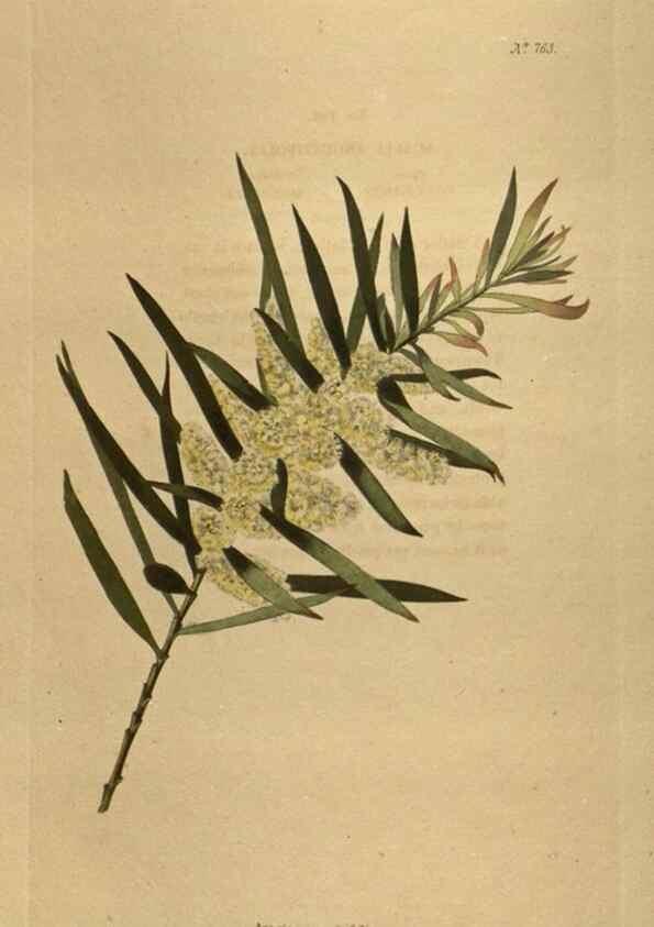 Reproducción/Reproduction 48754438037: The botanical cabinet. London :John & Arthur Arch ...,1817-1833.. 