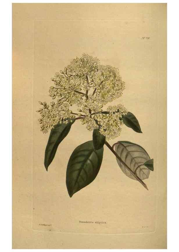 Reproducción/Reproduction 48754242801: The botanical cabinet. London :John & Arthur Arch ...,1817-1833.. 