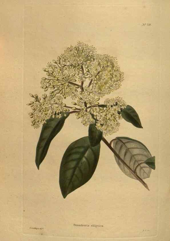 Reproducción/Reproduction 48754242801: The botanical cabinet. London :John & Arthur Arch ...,1817-1833.. 