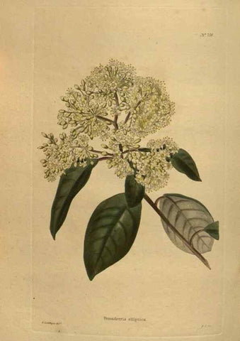 Reproducción/Reproduction 48754242801: The botanical cabinet. London :John & Arthur Arch ...,1817-1833.. 