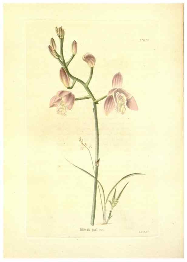 Reproducción/Reproduction 48754311662: The botanical cabinet. London :John & Arthur Arch ...,1817-1833.. 