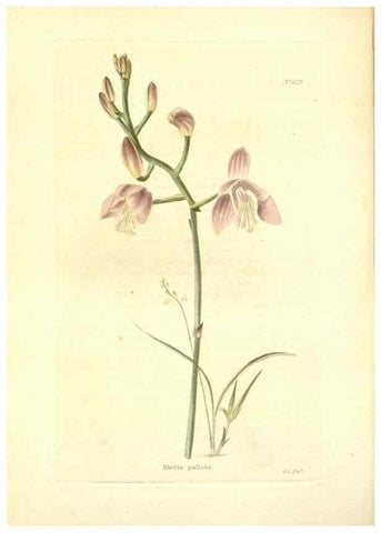 Reproducción/Reproduction 48754311662: The botanical cabinet. London :John & Arthur Arch ...,1817-1833.. 