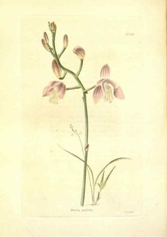 Reproducción/Reproduction 48754311662: The botanical cabinet. London :John & Arthur Arch ...,1817-1833.. 