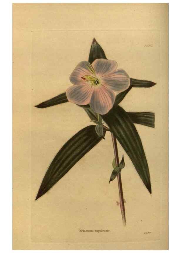 Reproducción/Reproduction 48754414327: The botanical cabinet. London :John & Arthur Arch ...,1817-1833.. 